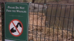 Feds say slaughter geese in city parks