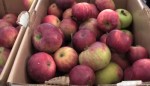 Spring in NYC: Warm day at the Farmers Market