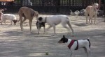 Spring in NYC: Dog days in Tompkins Square