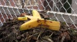 The Fifth Street Farm Project