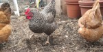Chicken farming in New York City